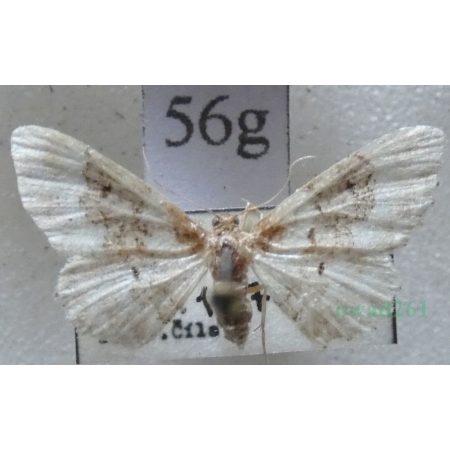 Idaea rusticata (Denis & Schiffermüller, 1775) Krocznik wieśniaczek Czech56g